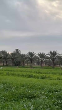 اليوسفية • أرض زراعية • ١٢٥٠٠م