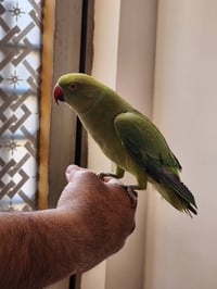 هندية • طينية • للبيع