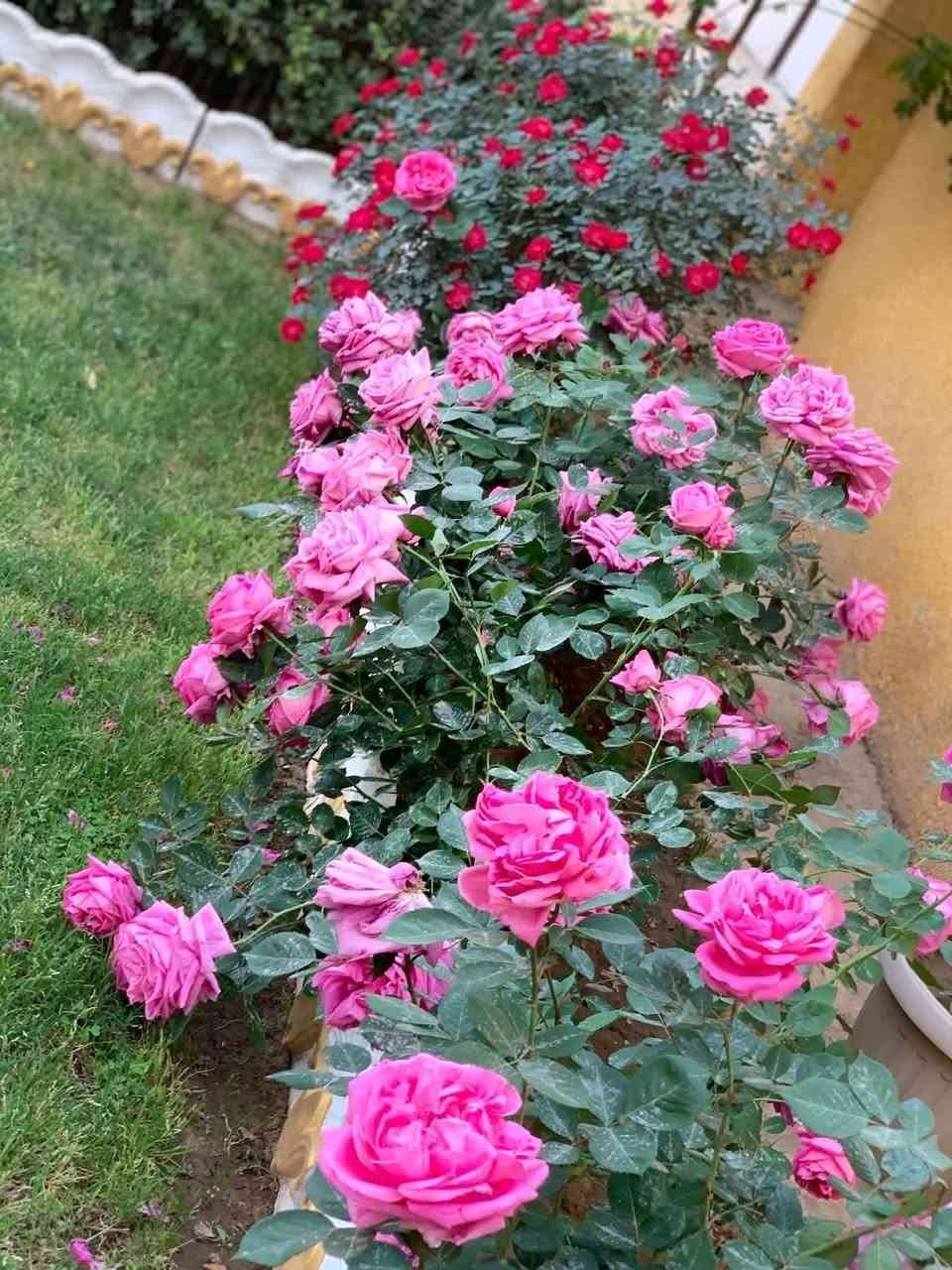 عمل وصيانه الحدائق والعنايه بها وعمل اطارات وأقواس الحدائق وزرع الثيل وزرع الاشجار المثمره واشجار الضليه واشجار الزينه 
‭0778 355 8511‬
