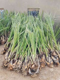 فسايل نخل للبيع بأنواع متعدده شلاع وشتال 07871206069