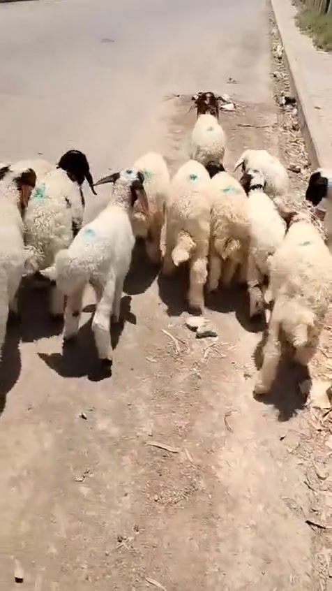 يوجد 14 طليان وفطايم للبيع شرط النصاحة السعر 450 الف الزوج وبيها مجال للشرايه العنوان بيجي حي العصري ***********
