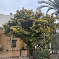 كربلاء المقدسه • طابو زراعي • ٦٠٠م