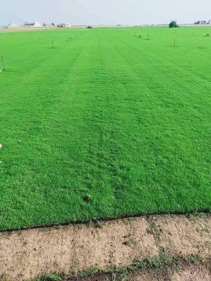 الثيل الهندي درجه الأولى
للحجز الاتصال او المراسلة على الواتساب على الارقام : 
*********** اتصال 
محافظات العراق توصيل
