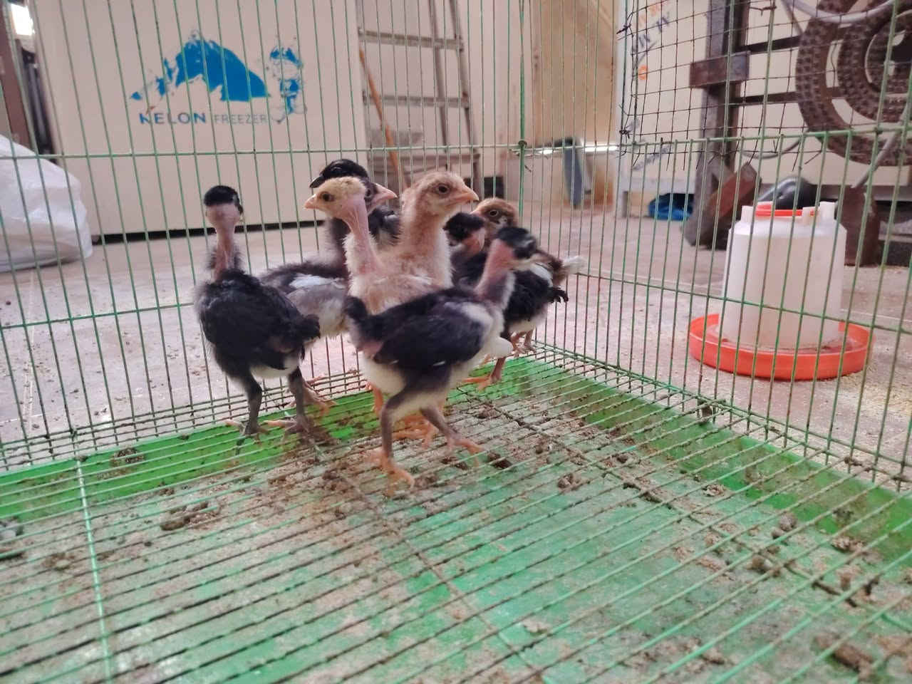 سلام عليكم
موجود افراخ عرب و ابو ركيبه عدد ٩ سعر الزوج ٥٠٠٠
عمرهم ١٤ يوم مكاني حله ورديه خارج مستشفى الكفيل على الشارع العام للاستفسار خاص أو اتصال على الرقم أو واتساب
***********
