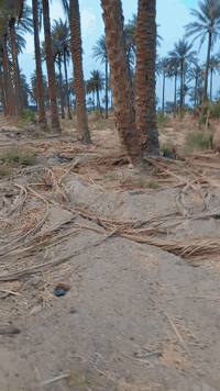 بسم لله الرحمن الرحيم 
للبيع ارض بستان طابو صرف 4 اربع دوانم طابو صرف محاديه قطع التاجيه ال 10 الف على الروائي تنزل عن التبليط والروائي حوالي 15 متر ترهم استثمار او مجمع سكني اوخلف الروائي قطع التاجيه ال 9 الف 
والعنوان اوضح مقابل الشقق اوطريقهن مقابل الامام بكر ابن علي عليه السلام 
للأستفسار والسعرعلى الخاص  اوالاتصال 
  ***********  اتصال 
***********  واتساب
#الجميع_عام_ارض_زراعي_للبيع
#الجميع_عام_اراضي_زراعي_للبيع_حله_بابل_دوانم_للبيع_الج #دوانم_للبيع_زراعي_للبيع_بابل_حله_للبيع #الجميع_عام_ارض_زراعي_للبيع #كربلاء
