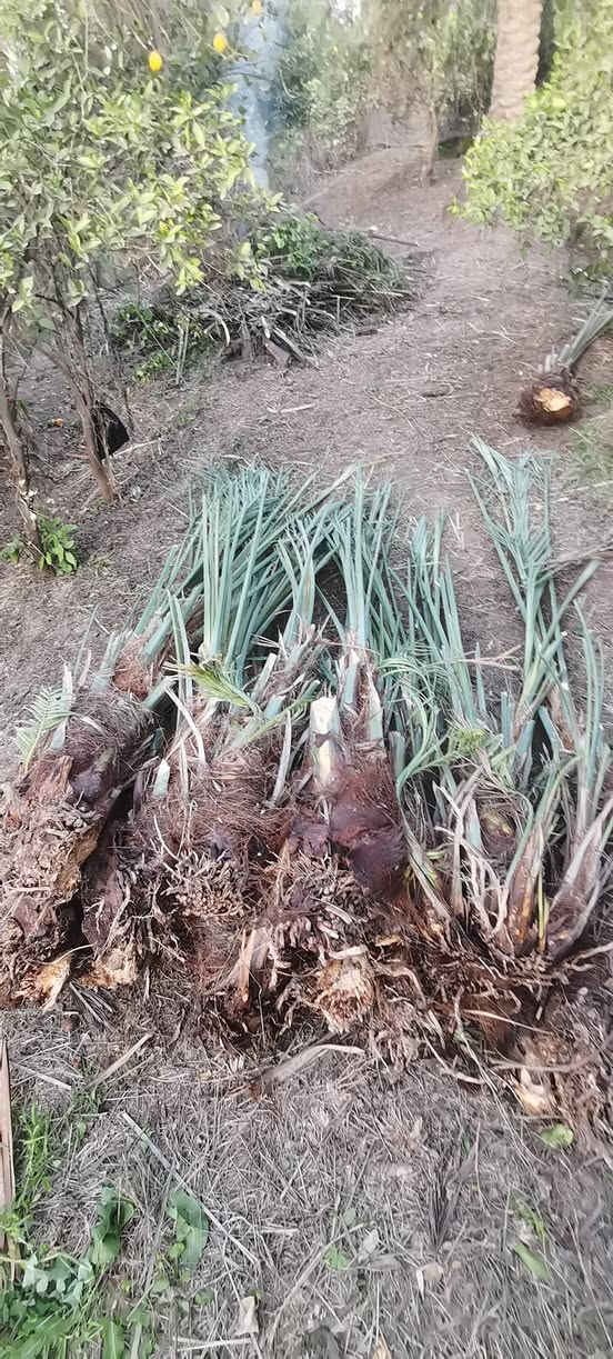 مـتـــــــوفــــر
فسائل عمراني + فسائل زهدي
عمراني ب 10 الاف الفسيل مع القلع
الزهدي ب 5 الاف الفسيل مع القلع
***********
