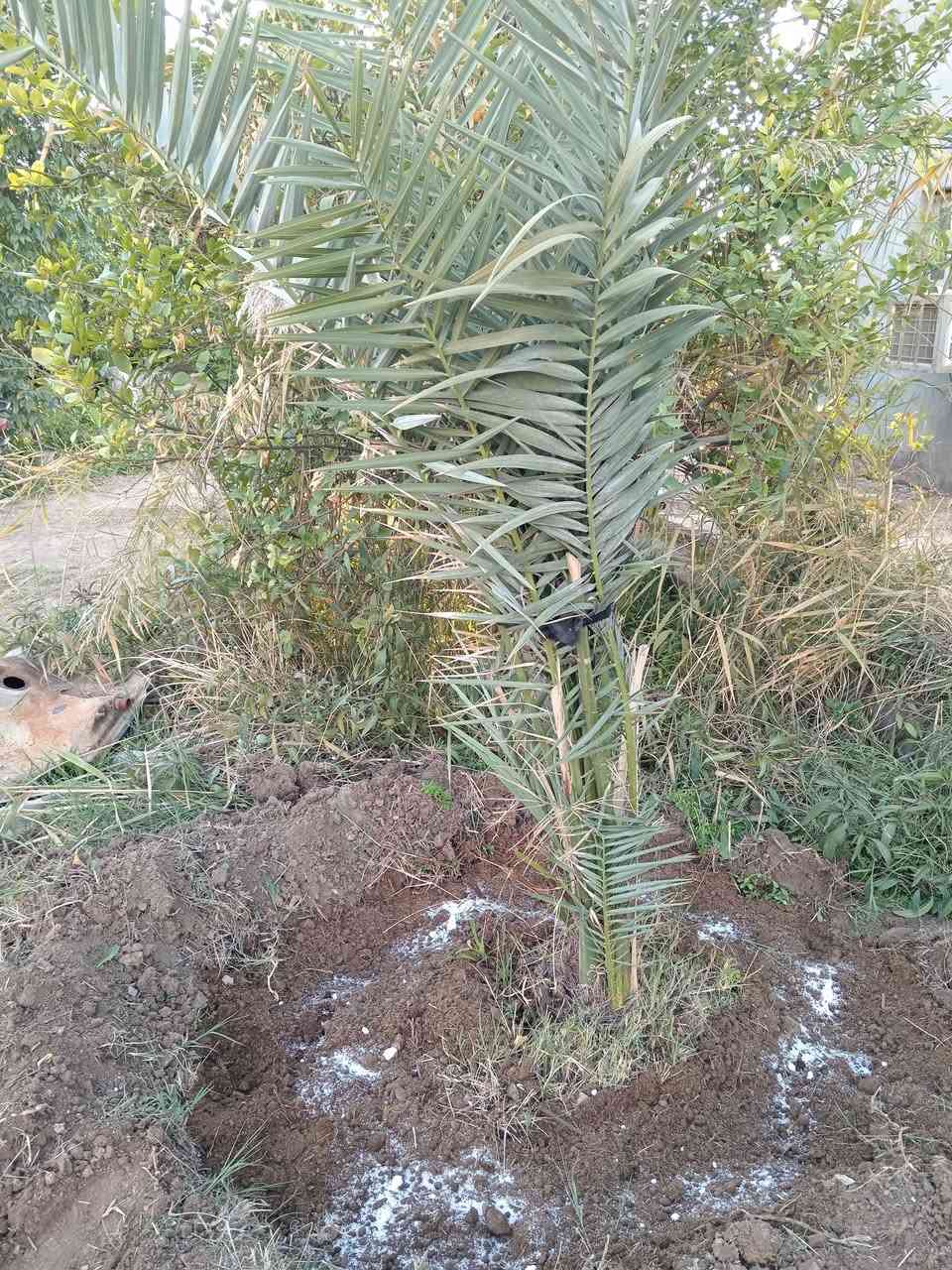 تسميد النخيل ضروري في هذه الأوقات
مكاني بغداد قضاء المدائن 
اي استفسار اني حاضر ***********
