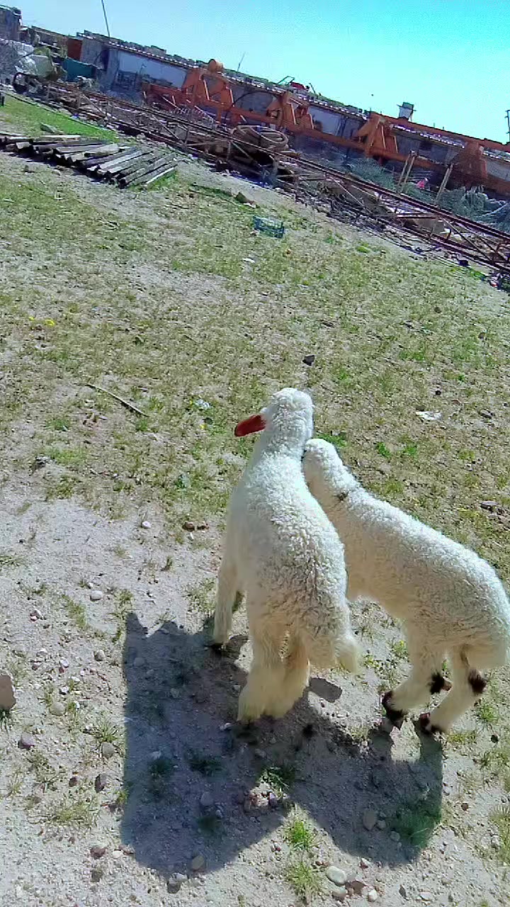 طليان ثنين نثايه بيهم ابو ضهير 
مكاني بصره ام قصر 
***********
