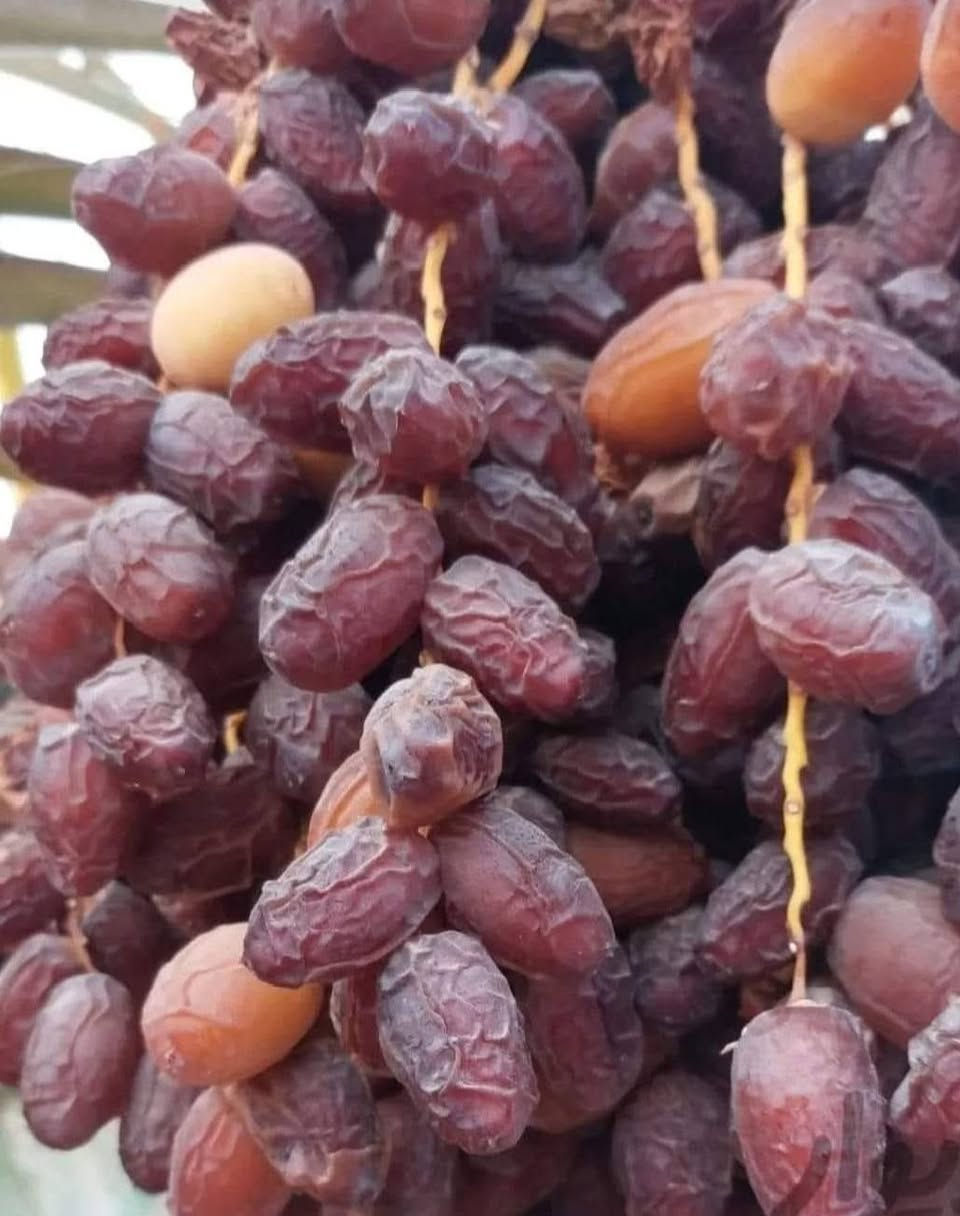 متوفر فسيل  بريم 35 فسيل ام دهن +بلكه***********/50
