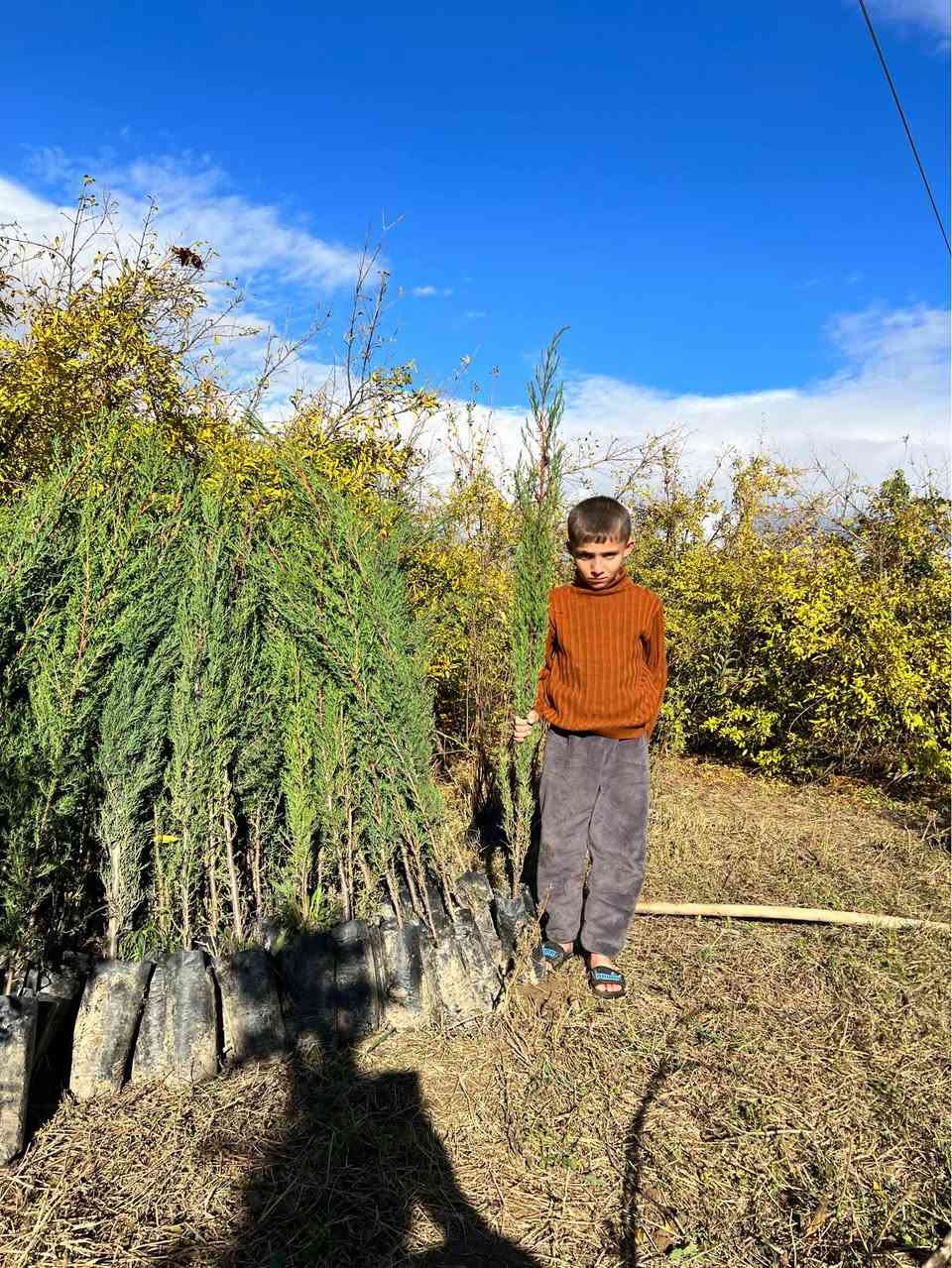 ‎سەرو(سنەوبەر)ی عامودی
‎‏‎نەمامەکان لەکیس دان ئەتوانیت ئیستا بیانچینیت 
‎نەمامی ۸٠ سانتیم تا مەتر و بیست سانتیم نرخی ۲ هەزار
‎لە ۷٠سانتیم بچوکتر 
‎نرخی ۱٥٠٠

‎گەیاندن ھەیە بۆ ھەمو کوردستان📦🚕
  
‎گەر نەمامە کان ھەمان وەسف نەبون ئەتوانیت پێش ئەوەی 
‎وەری بگریت بیگەرینیتەوە 
   ***********
   ***********
‎📌 ناونيشانی نەمامگە 
‎ رانيە—گوندی كانيماران رانية, السليمانية
