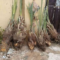 المحمودية • تعهيد • ضمان