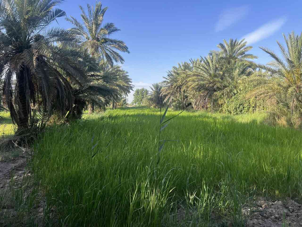 السلام عليكم
بستان طابو 5 دونم خلف مطعم الأمين وجهه علئ الشط
توجد كهرباء وبوري ماء 
للاستفسار ***********
