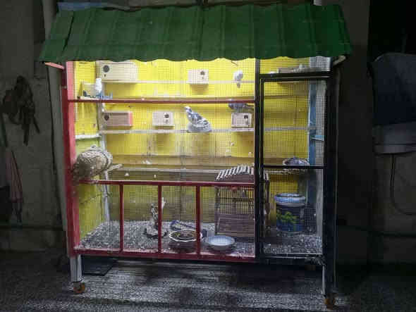 سلام عليكم قفص بلابل جديد مستخدم قليل جدا الطول مترين ونصف والعرض 80سنتيم تفصال حديد  درجه اولى السعر 300وبي مجال ***********
