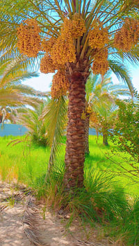 مزرعة ٤ دونم • واجهة ١٠٠م • نخيل وأشجار مثمرة