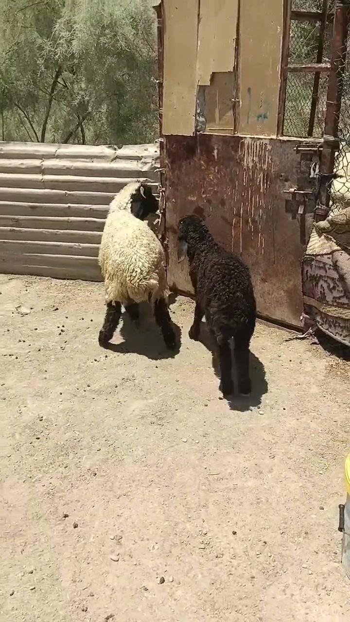 مكلف بالنشر طليان فحله ٢ المكان الرمادي قرب جسر البوعيثه التواصل ع رقم ***********
