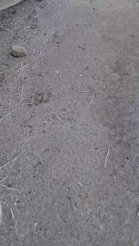 كربلاء • ٢٠٠٠م • طابو زراعي