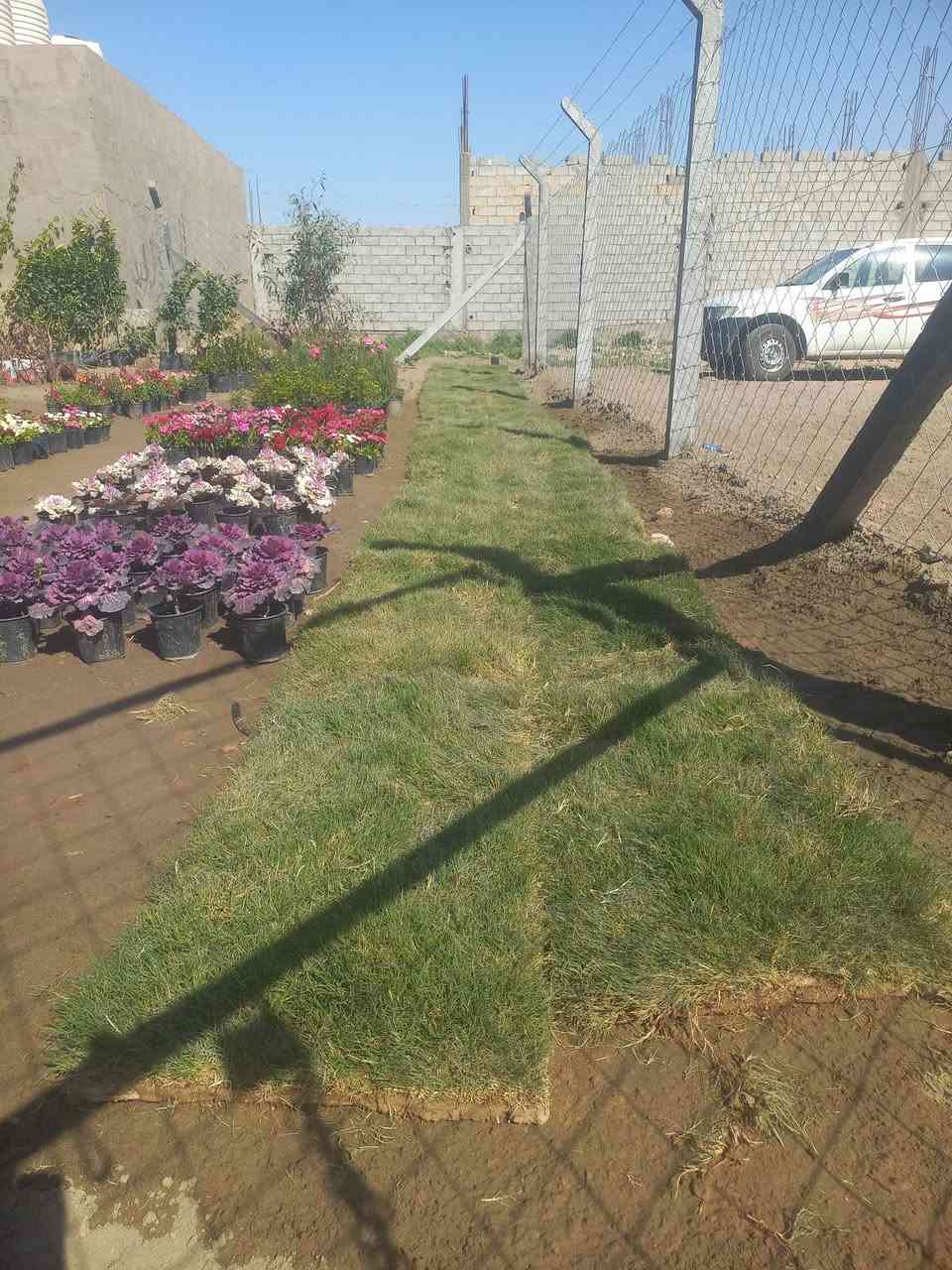 يتوفر لدينا ثيل هندي كميات كثيرة سعر القطعة الواحدة 1500 دينار


**إذا كنت صاحب هذا الإعلان وتريد حذفه لأي سبب، رجاءا أرسل رسالة إلى الدعم الفني**