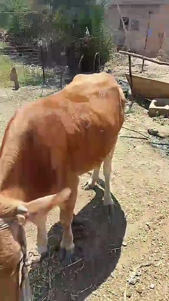 متاح بچر لحم للبيع والده بطن وحده امبدله  سنين مربوطه علئ شعير ومي بير الموقع جنوب الموصل قريه اطويبه الاتصال علئ رقم #‏‪***********‬‏
