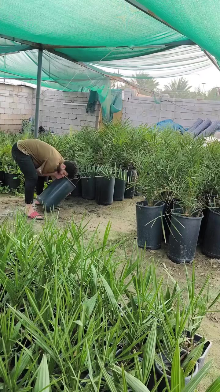 بسم الله الرحمن الرحيم على بركة الله اليوم تم تجهيزه أحد لأخوه المزارعين بنخيل برحي ومجهول مختبر خرايف   ظمآن الصنف مكاتبه تضمن حق للمشتري عنوانه ديالى دلي عباس الكوام مقابل مستشفى المنصوريه الجديد وات ساب ***********اثير ***********. الموصل ام الربيعين
