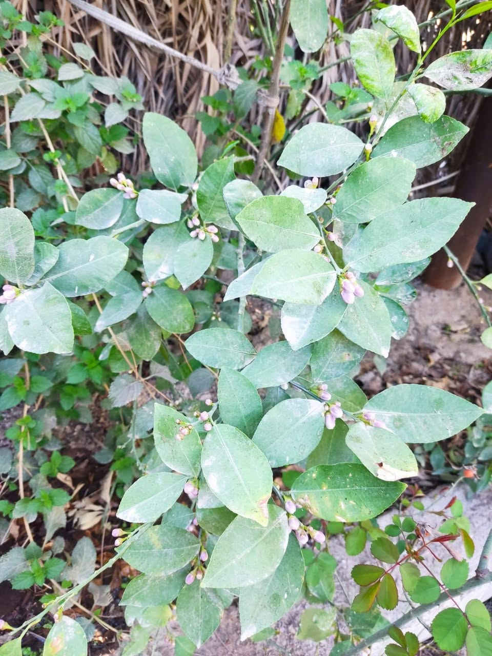 رمضان مبارك عليينا وعليكم بالخير
الليمون العراقي ذات انتاج غزير وطعم لذيذ


**إذا كنت صاحب هذا الإعلان وتريد حذفه لأي سبب، رجاءا أرسل رسالة إلى الدعم الفني**