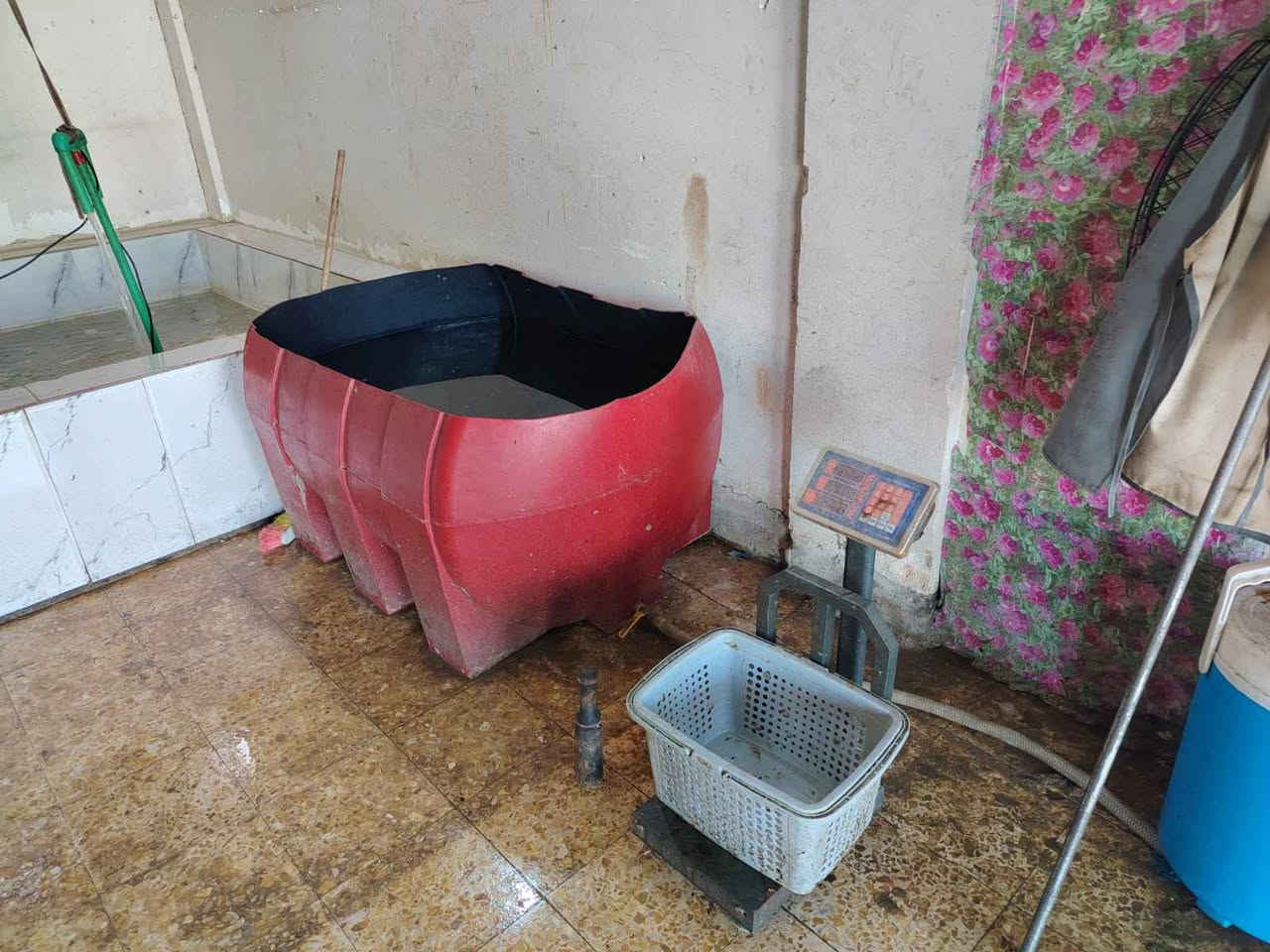 ‎محل اسماك لبيع  غير متواجد عل فيس 
سبب عدم تفرغ بي بلي وخير من الله 
الاتصال فقط *********** او واتس‎ كربلاء, العراق
