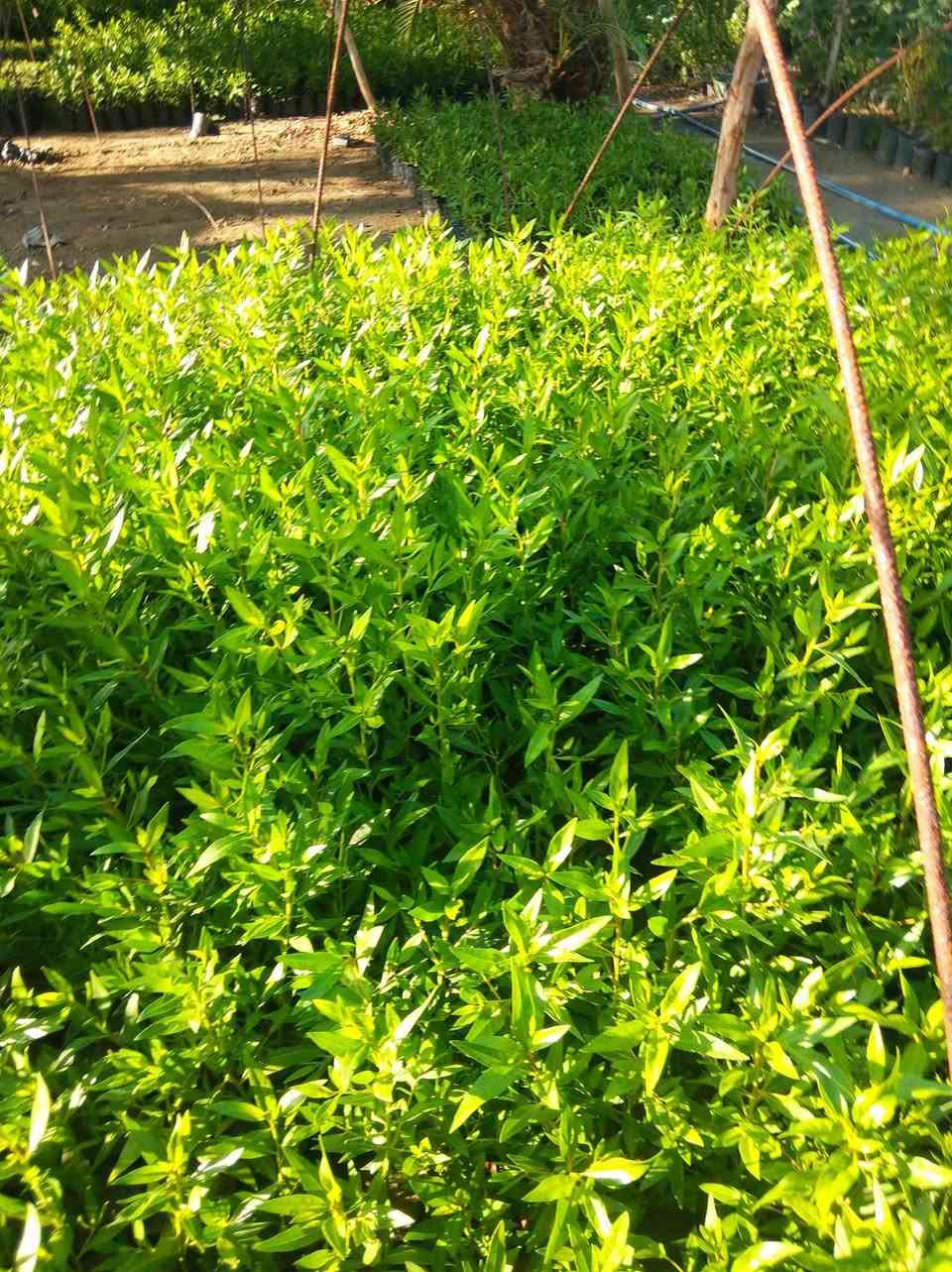 يوجد لدينا كاربس عنوانه نزلة جسر الدولي ناحية الامام اتصل ***********
