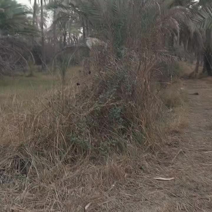 السلام عليكم 
في كربلاء الحسينيه منطقة 
AL_DRAWESH 
 نعرضلكم  بستان ٥دونم للبيع سند٢٥  شرط التحويل مباشر بأسم المشتري طابو صرف سعر الدونم الواحد ١٢٥ مليون قفل للاستفسار مكتب ابو الجود للعقارات والمقاولات العامه العنوان كربلاء شارع بغداد عمود ٤٧٥ حلويات بركات المصطفى الشهيرة ***********
