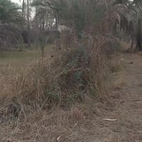 كربلاء الحسينية • ٥دونم • بستان