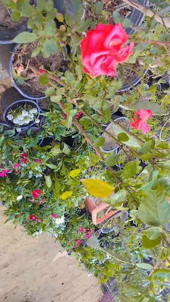 يتوفر جميع انواع الزرع المثمره والغير مثمره تعديل وزرع الحدائق ابو انور ***********النهروان شارع الشمري 
ورد الجوري
ورد الصباح الوان
ورد الرازقي
اكاسيه مصريه
جهنمي متسلق+قزمي
دم العاشق
ورد السجاد
كليل الجبل
حمضيات صينيه محمل
صبار
دفله
كابرس
قلنطوز
بخور
الياس
تين
رمان مصري
رمان عراقي
رازقي سوري 
ثيل
رارنج عراقي
