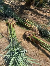 فسائل • بريم35 بلكه50 • كربلاء