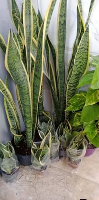 نبات جلد النمر • قزمي وكبير • بابل طريق حمزه شوملي