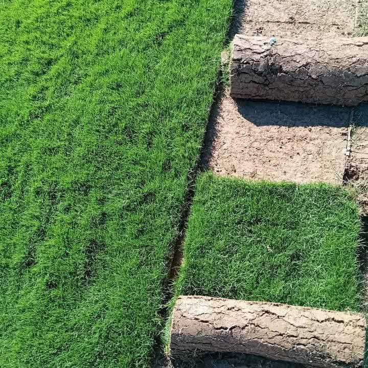 الثيل الهندي درجه الأولى
للحجز الاتصال او المراسلة على الواتساب على الارقام : 
*********** اتصال 
محافظات العراق توصيل
