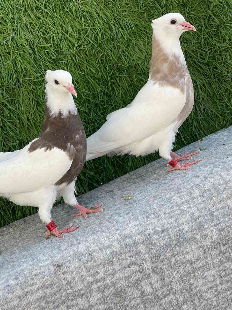 سڵاو خوای گەورەتانلێبێ
ئەم جوتە بەچکە اجورەیە تازە یەکەم تولەکە دەکەن بەشرتی بێعەیبو ساخ و بێکێشە بێزیادەشن تەندروست
شوێن دەربەندیخان
ژم***********
گەیاندنیش هەیە لەسەر کڕیار
