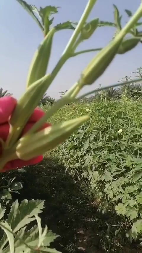 السلام عليكم
للبيع بذور بانيا لهلوبه أمريكي أبو وركه المشركه مستعجل للبيع يشهد الله 
السعر والله بعت بالموسم ب٣٥وب٤٠ بس هسه ب٣٠ 
مكاني بابل يوجد توصيل كافه المحافظات
التواصل /*********** بي واتساب

