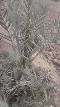 ٥دونم • بيت ٢غرف • ٤٠نخلة