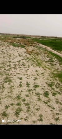 ناحية واسط القديمه • شاخه 9 • ٢٠ دونم