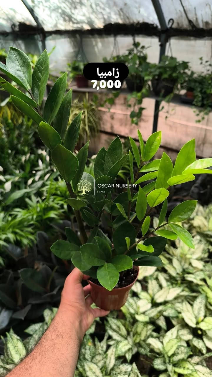 🌿 نبات الزامبيا — الأناقة مع أقوى تحمّل ✨

إذا تريد نبات شكله راقي وما يحتاج عناية متعبة، فالزامبيا هو الخيار المثالي 👌
يتحمّل قلة السقي والإضاءة الداخلية، لذلك يعتبر من أفضل النباتات للمكاتب والبيوت 🌱

متوفر عدنة بـ 5 أحجام مختلفة
ومتوفر:
🇳🇱 هولندي
🇮🇷 إيراني

✅ أوراق كثيفة ولمعة جميلة
✅ جودة نباتات ممتازة
✅ تربة نظيفة وعناية عالية بكل شتلة

نعتني بأدق التفاصيل حتى يوصللك النبات بأفضل شكل ويضيف لمسة فخامة وهدوء للمكان 💚

📍 زورونا في موقعنا:
مشتل الأوسكار – حي الحنانة – شارع نجف _ كوفة
(مقابل غرفة تجارة النجف و فريندز كافيه ومطعم شريف– مجاور متنزه الحنانة العائلي)

🕗 أوقات الدوام:
من 8:30 صباحاً إلى 8:00 مساءً

📞 للطلب والاستفسار:
*********** – ***********
(اتصال / واتساب / مراسلة عبر فيسبوك)
 متوفر دفع  زين  كاش ومتوفر ماستر  
🚗 يتوفر توصيل داخل النجف
موجودين في تطبيق توترز لبعض المواد الزراعية 
أهلاً وسهلاً بكم دائماً في مشتل الأوسكار 🌹🌹🌹
