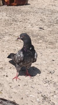 سماوه السوير • ابن حلال