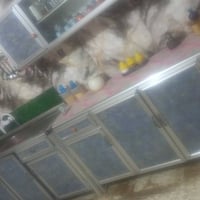 كاونتر سنك • جديد • حله