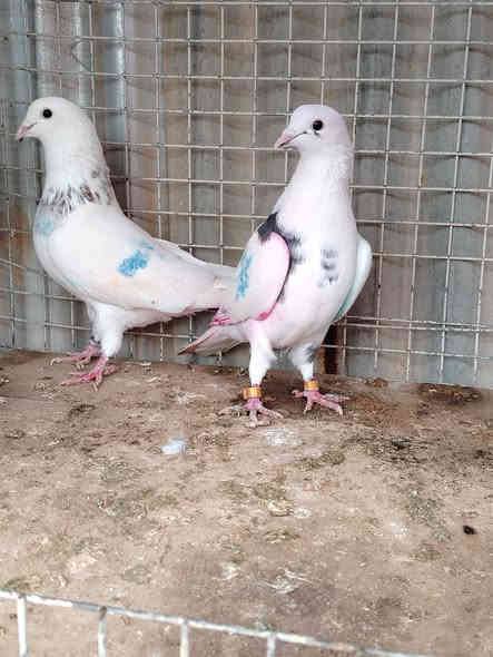 متاح زوج تار إيران شرط المطيار اذا مطير ترجع عليه واني الممنون
الطيور ماخذهن على شرط وابيعك على شرط
سعرهن ٢٥ الف قفل
مكان تكريت القادسية
رقم ***********
