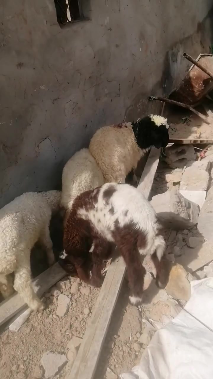 طليان لبيع العدد ٤ شرط الصحاه الجني مكفولات صحيات نضيفات مناسبات ١فحل و٣ نثايه يرهمن نذر يرهمن جني
المكان دوانيه قضاء الشاميه
السعر الوحد ١٧٥ بيهن مجال للشراي يخابر بيه خير ويدلل ***********
طليان لبيع العدد ٤ شرط الصحاه الجني مكفولات صحيات نضيفات مناسبات ١فحل و٣ نثايه يرهمن نذر يرهمن جني

