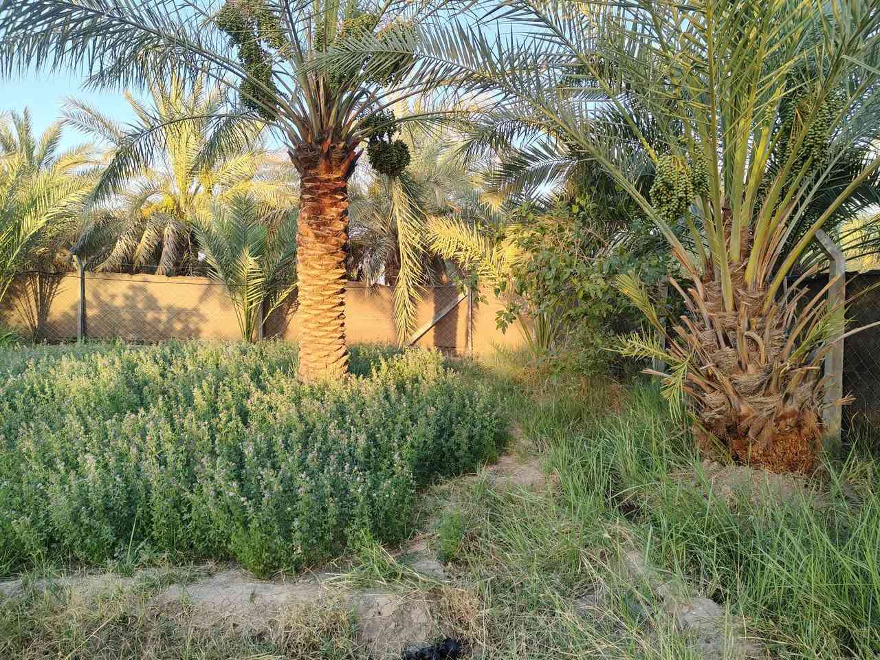 🚨 إعلان بيع: أرض مشجرة ومسيجه بيارسي بالكامل في بابل 🚨
📍 الموقع:

بابل - الحمزة الغربي - بنهاية مدينة مهدي عاكول.

📄 الوضع القانوني:

طابو زراعي سند 25. تحويله مباشر بسم المشتري 

📐 المساحة والإنشاءات:

المساحة: دونمين  (أرض مشجرة ومرتبة بالكامل).

المباني: بيتين كاملات وجاهزات للسكن.

البناء الإضافي: هيكل + بتلو جاهز للتكميل.

⚡ الخدمات المتوفرة:

خط ماء إسالة.

كهرباء وطنية.

خط مولد واصل.

📞 للاستفسار والتواصل (المعلن مكلف بالبيع):

يرجى الاتصال مباشرة على الرقم التالي:

 ***********👉👉👉
