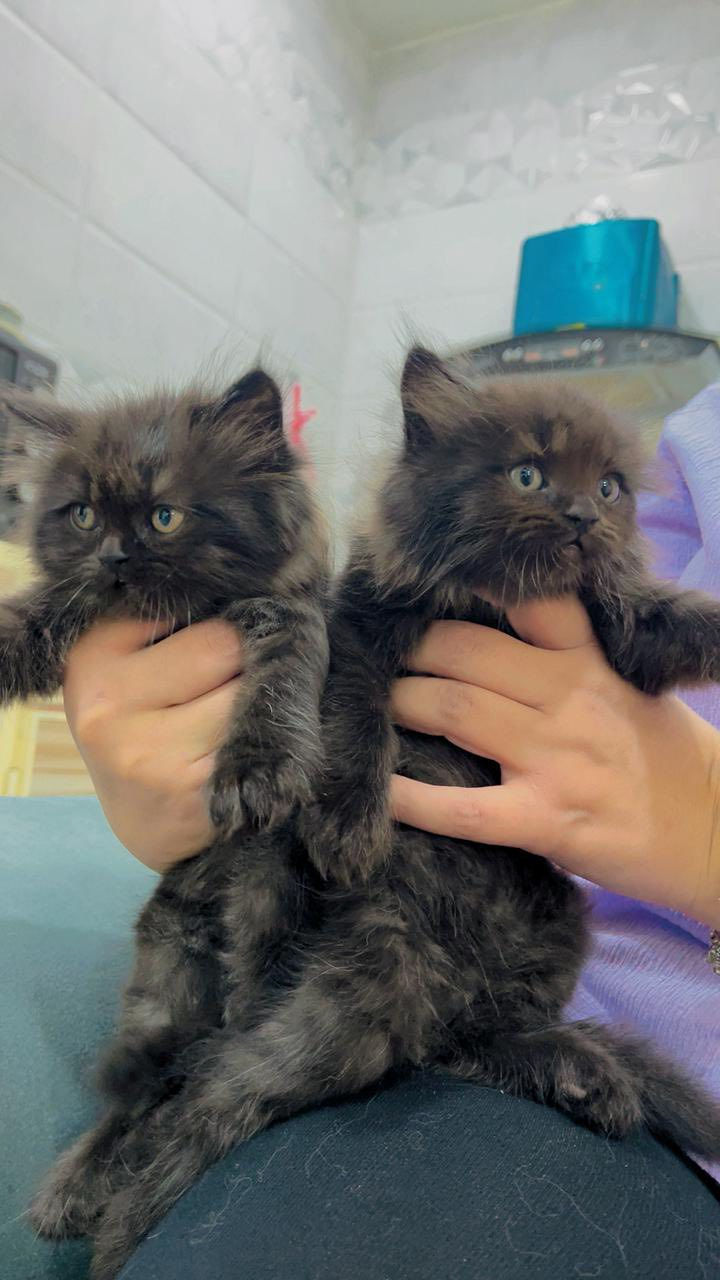 هملايا ام واب وجهالهم ثنين ذكر وانثى للبيع الزغار لونهم قهوائي مو اسود كلهن بصحه جيده وكلش نظيفات اليريدهن كلهن احسبهن بسعر مناسب جدا


**إذا كنت صاحب هذا الإعلان وتريد حذفه لأي سبب، رجاءا أرسل رسالة إلى الدعم الفني**