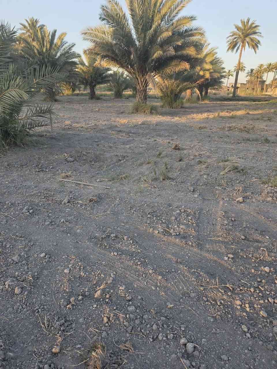 للبيع  ارض موقع مميز
دونمين المساحه 5000متر طابو زراعي سند 25  
متوفره جميع الخدمات السكن  نهر سقي لاينقطع شتاء وصيف كهرباء وماء اساله ومولد ذهبي وكذالك نخيل متعدد الأصناف 
الموقع المحاويل قريه البوعلوان شارع ابوالطياره  قرب جامع البتول 
علما يتععهد البائع ان العقار خارج جميع المحرمات 
للأستفســـــــار الاتصال على الأرقام التأليه 

***********

***********

او زياره مكتب المحامي العقاري علي راجي العلواني الكائن المحاويل مدخل حي 17 قرب فينيسا
