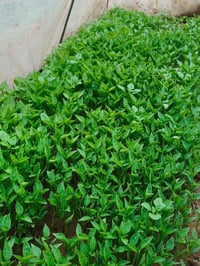 يوجد شتل فليفله للتواصل 07717254941