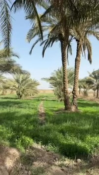 كربلاء الحسينية • ٣ دونم • طابو زراعي