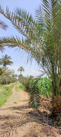 طويريج كربلاء • ٨ دونم • ١٠٠+ نخلة