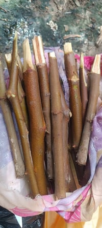 تطعيم نبگ • تفاحيه • ميسان العماره