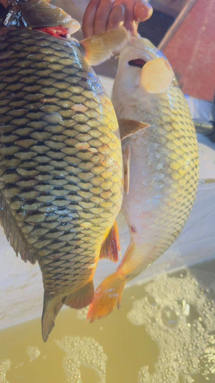 بمناسبة حلول شهر رمضان المبارك 🤲🫶❤️
نعلن لكم عن تخفيض أسعار السمك الحي والمقطع والمشوي

صار سعر السمك منا ورايح ب5,500 بس 
والأسماك مالتنا كلها بحيرات، ومو هيج بس، من افضل البحيرات المعروفة 😋❤️
والتوصيل عدنا ميحتاج نگللكم بي 
24 ساعة ولكل مناطق الصويرة 
بس اتصلو على ارقامنا 
***********
***********
او راسلو الصفحة او اتصلو على الواتساب ماكو فرق ❤️

او زورونا بموقعنا: الصويرة - شارع الحلة - قرب الغطاس - مجاور عيادة د خضراء - مقابل عمارة الحاج جدوع 
حياكم الله ❤️
