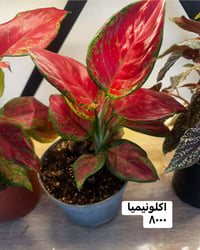 عروض • ديكور • حديقة